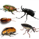 220px-Coleoptera_collage