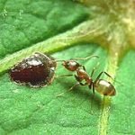 220px-Linepithema_Argentine_ant
